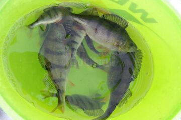 Pescarii sportivi și-a testat abilitățile și și-au încercat norocul la Cupa Prieteni Pescari de la Lipoveni