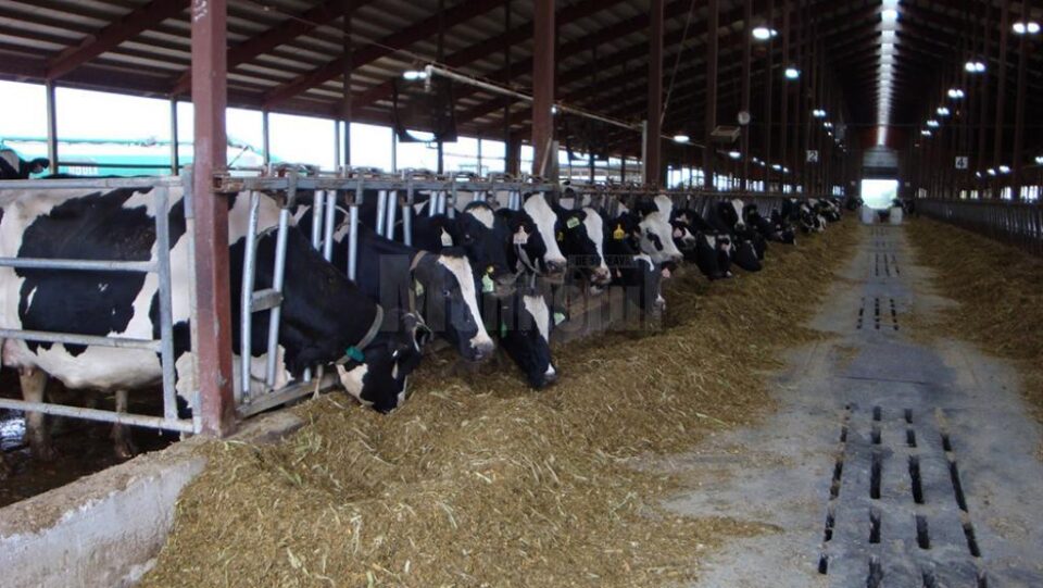 Suceava a livrat anul trecut 7,2% din producția totală națională de lapte