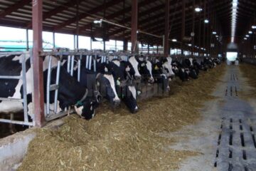 Suceava a livrat anul trecut 7,2% din producția totală națională de lapte