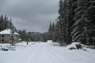 Cantități importante de masă lemnoasă au fost confiscate