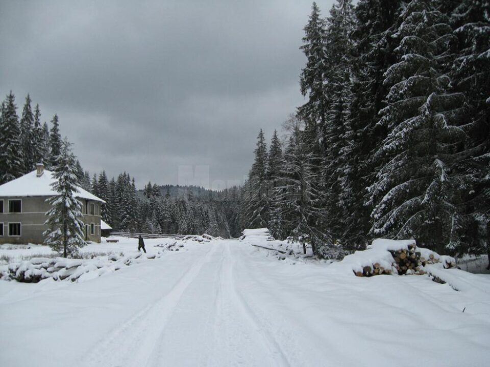 Cantități importante de masă lemnoasă au fost confiscate