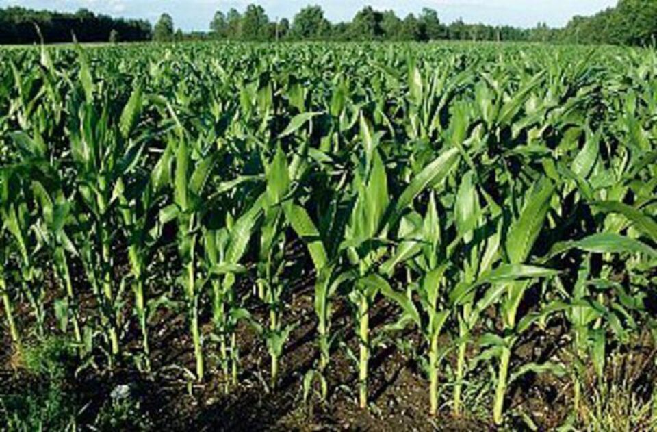 Porumbul a fost cultivat în județ pe 34.500 de hectare, cu o producție medie de 3.500 de kg de boabe la hectar Porumbul a fost cultivat în județ pe 34.500 de hectare, cu o producție medie de 3.500 de kg de boabe la hectar