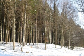 Paza pădurilor se dovedește a fi o activitate riscantă, numărul agresiunilor împotriva personalului silvic fiind în creștere