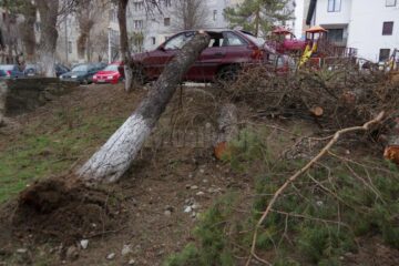 Copac căzut peste o mașină, pe strada Oituz