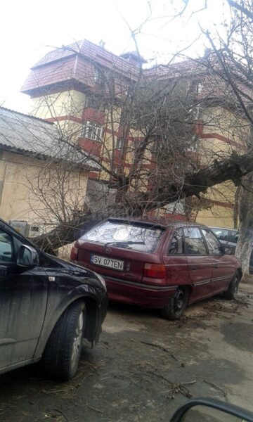 Un arbore s-a prăbușit peste un autoturism pe strada Oituz din municipiu, distrugându-i cupola
