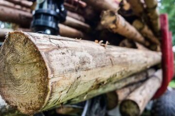 Lemnul, în valoare de 455 lei, a fost ridicat și predat Ocolul Silvic Mălini. Foto: inroman.ro