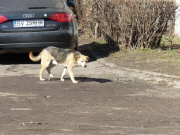 O bătrână a fost sfâșiată de un câine, chiar în fața blocului în care locuiește