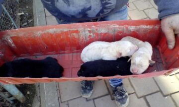 Cei 8 pui ai cățelei au ajuns în adăpostul din lunca Sucevei, alături de mama lor