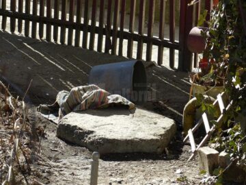 O bătrână a fost sfâșiată de un câine, chiar în fața blocului în care locuiește