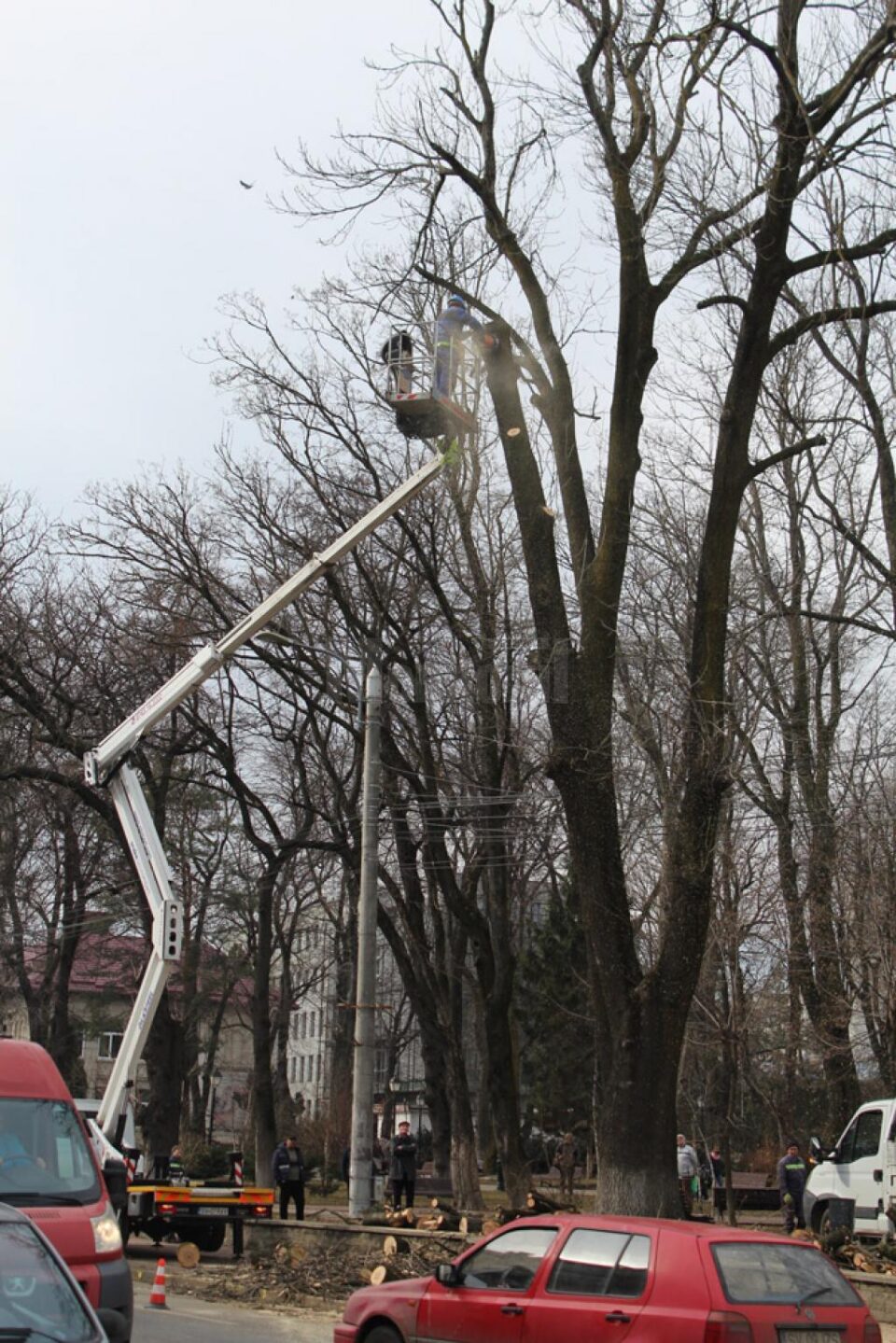 Posibilele pericole din Parcul Central, îndepărtate prin toaletări de arbori