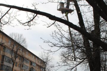 Crengile care atârnau deasupra zonei circulabile a bulevardului Ana Ipatescu au fost îndepartate, cu ajutorul macaralei cu nacelă