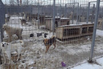 Doar în cursul anului 2016 au fost capturați 1845 de câini