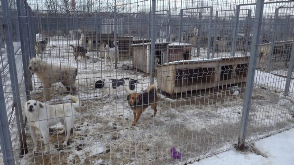 Doar în cursul anului 2016 au fost capturați 1845 de câini