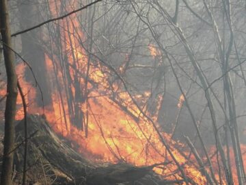 Incendiile de vegetație uscată dau mari bătăi de cap pompierilor