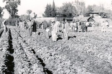 „Loturile festivalului” „Loturile festivalului”