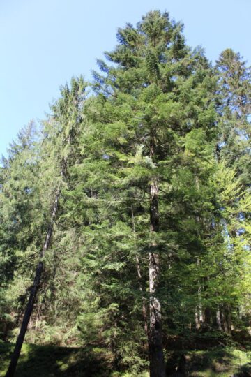 Certificare FSC a managementului pădurilor gestionate de Direcția Silvică Suceava