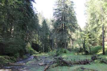 Certificare FSC a managementului pădurilor gestionate de Direcția Silvică Suceava