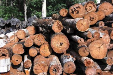 „Un administrator silvic” „Un administrator silvic”