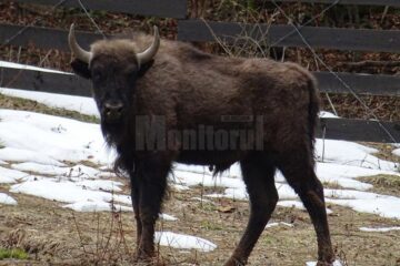 Patru zimbri vor fi eliberați în pădurile de la granița Sucevei cu județul Neamț