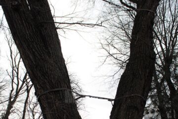 Stejar pedunculat din Parcul Central, legat cu chingi de oțel, considerat prea periculos pentru a mai fi menținut - după tăiere