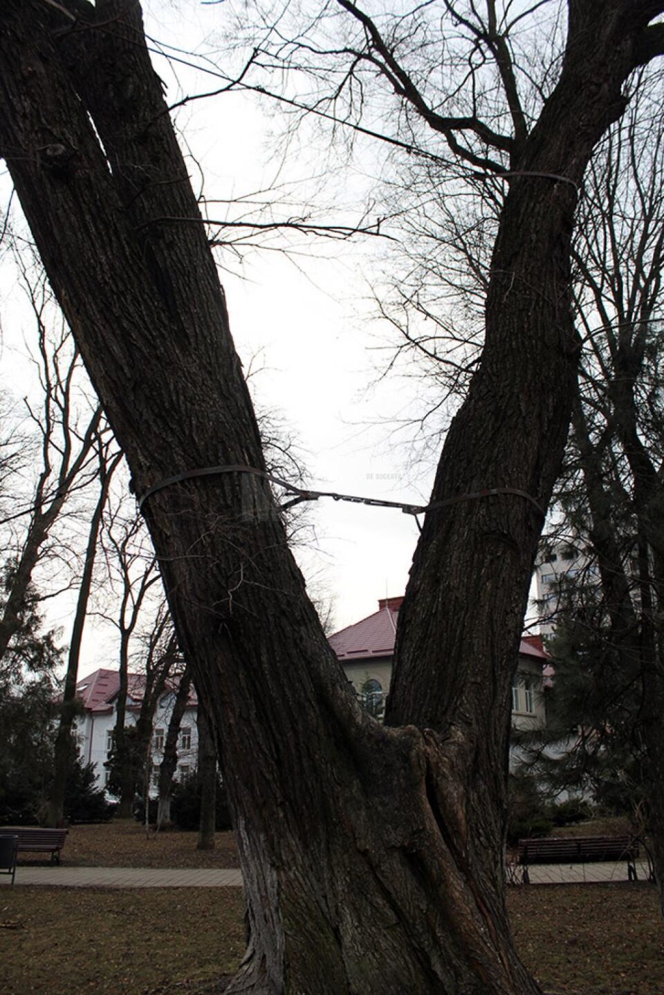 Stejar pedunculat din Parcul Central, legat cu chingi de oțel, considerat prea periculos pentru a mai fi menținut - după tăiere