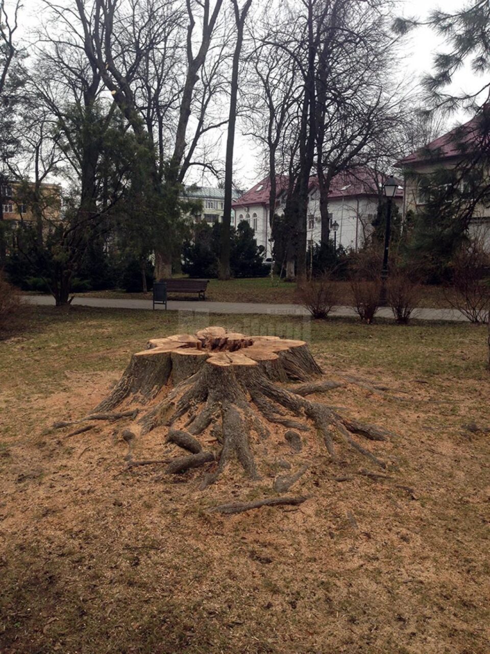 Stejar pedunculat din Parcul Central, legat cu chingi de oțel, considerat prea periculos pentru a mai fi menținut