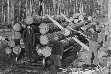 „Transportul materialului lemnos”