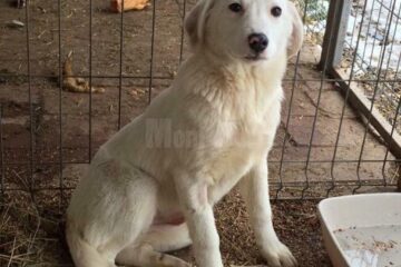 Campanie gratuită de sterilizare a câinilor fără stăpân