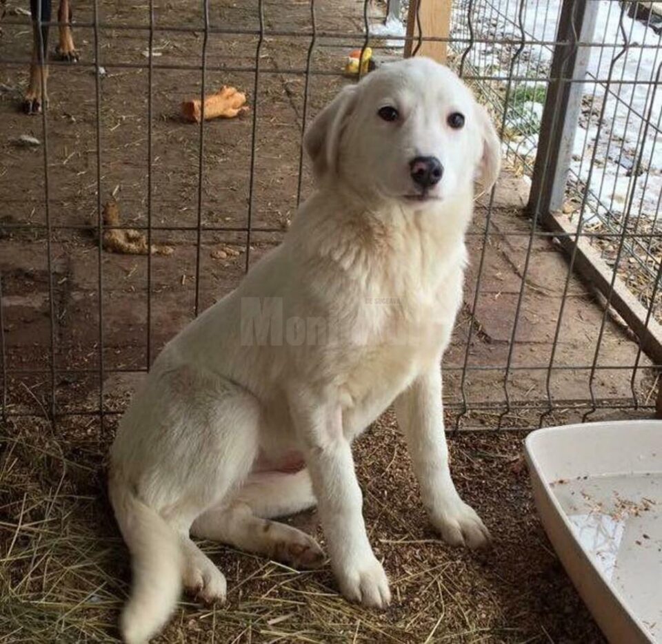 Campanie gratuită de sterilizare a câinilor fără stăpân