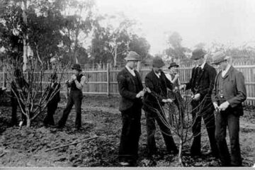 „Curs de pomicultură”