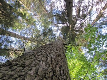 Demararea campaniei de regenerare a pădurilor Sucevei a coincis cu Ziua Internațională a Pădurilor - 21 martie