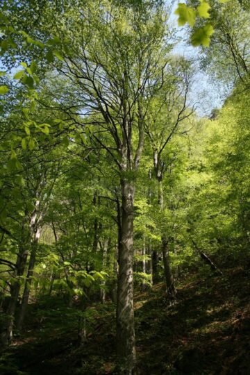 Demararea campaniei de regenerare a pădurilor Sucevei a coincis cu Ziua Internațională a Pădurilor - 21 martie