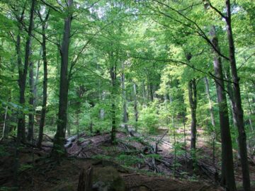 Demararea campaniei de regenerare a pădurilor Sucevei a coincis cu Ziua Internațională a Pădurilor - 21 martie