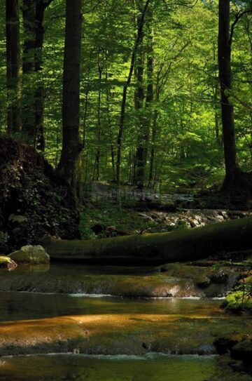 Demararea campaniei de regenerare a pădurilor Sucevei a coincis cu Ziua Internațională a Pădurilor - 21 martie