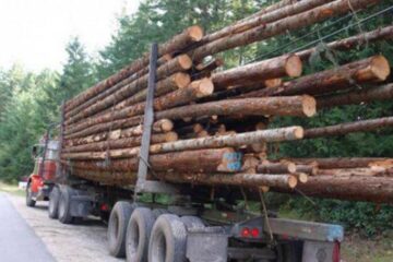 Exploatarea lemnului, o miza foarte importantă, care poate duce la violente grave. Foto: evz