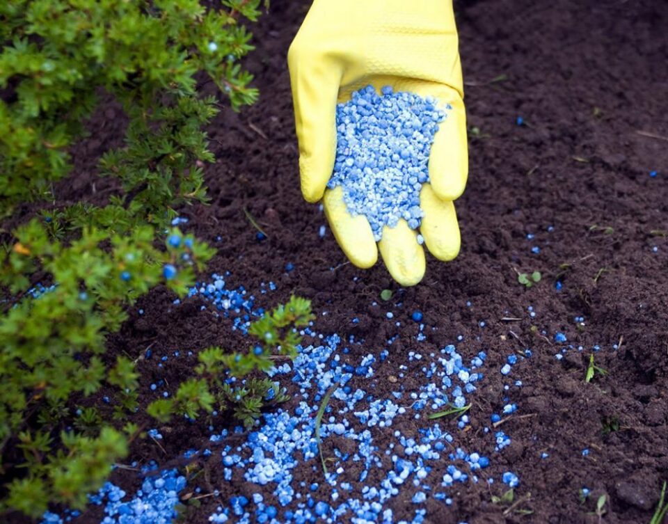 Fertilizarea culturilor, cheia unor producții bogate