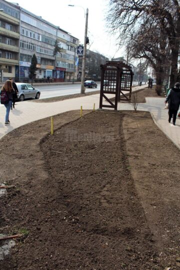 Campania de înlocuire a gardurilor vii cu gazon, demarată din Parcul Trei Bărboși