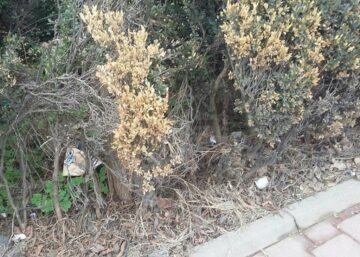 Gardurile vii din Parcul de lângă Tribunal, depozit de gunoaie