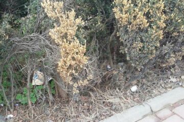 Gardurile vii din Parcul de lângă Tribunal, depozit de gunoaie