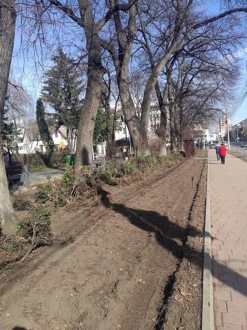 Campania de înlocuire a gardurilor vii cu gazon, demarată din Parcul Trei Bărboși