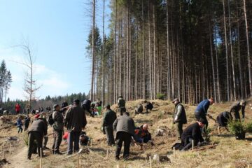 10.000 de puieți de arbori, plantați cu voluntari, la OS Ilișești