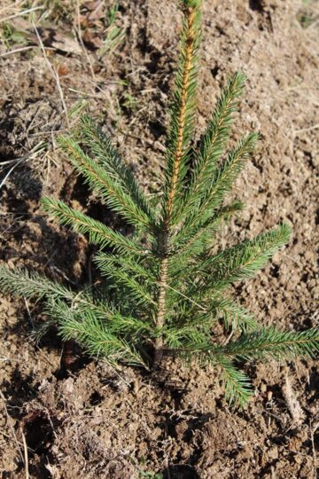 10.000 de puieți de arbori, plantați cu voluntari, la OS Ilișești