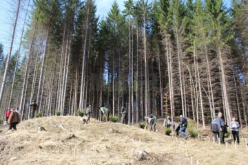 10.000 de puieți de arbori, plantați cu voluntari, la OS Ilișești