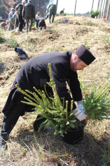 10.000 de puieți de arbori, plantați cu voluntari, la OS Ilișești