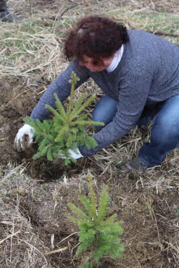 10.000 de puieți de arbori, plantați cu voluntari, la OS Ilișești
