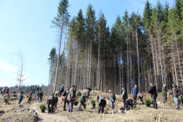 Acțiunea de împădurire cu 10.000 de puieți de arbori, pe un teren defrișat în urma atacurilor gândacului de scoarță