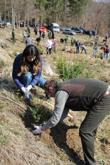 10.000 de puieți de arbori, plantați cu voluntari, la OS Ilișești