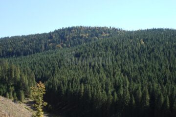 Ziua Națională a Pădurilor