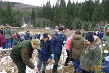 Puieți de brad, plantați la Sadova