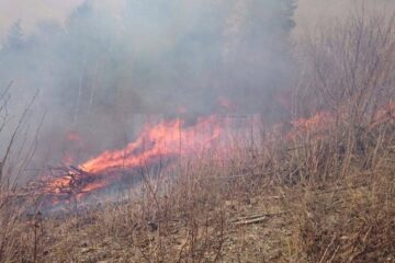 Incendiu de vegetație uscată